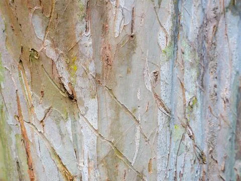 Crepe Myrtle Tree Bark Micro Texture Textured Scratched Surface Foto stock
