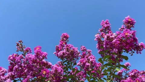 Crepe myrtle tree flowering branches with deep pink flowers moved by wind Stock Footage 313383526