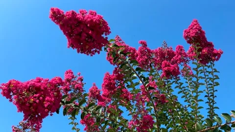 Crepe myrtle tree flowering branches with deep purple pink flowers Stock Footage 313384255