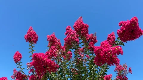 Crepe myrtle tree flowering branches with deep purple pink flowers Stock Footage 313384822