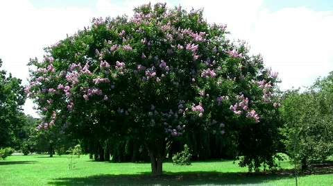 Crepe myrtle tree HD Stock Footage 457445