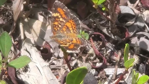 Crescent butterfly Stock Footage 168589689