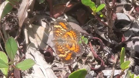 Crescent butterfly Stock Footage 168589693