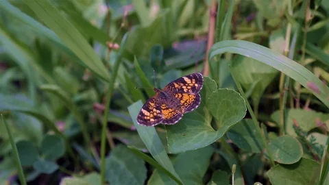 Crescent butterfly resting on a green leaf. Video stock 123442005