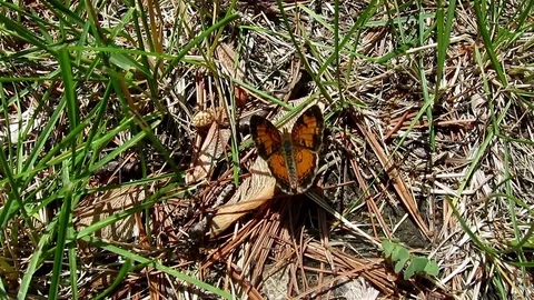 Crescent  butterfly warming its wings in the summer sun. Video stock 73783853