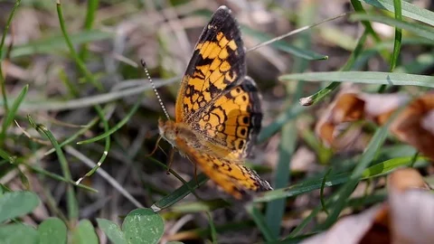 Crescent  butterfly warming its wings in the summer sun. Stock-Footage 73784344
