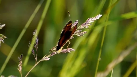 Crescent  butterfly warming its wings in the summer sun. Video stock 73787066