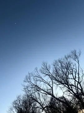 Crescent Moon Above Bare Trees in Clear Blue Sky Stock-Fotos