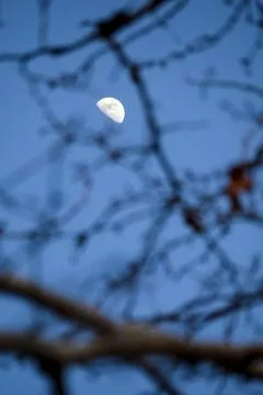Crescent moon behind branches of a tree Stock Photos