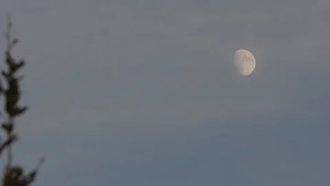 Crescent moon in the blue sky at dusk with bushes in the foreground Vídeo Stock 104453372