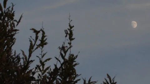 Crescent moon in the blue sky at dusk with bushes in the foreground Stock Footage 104453673