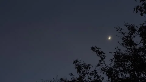 Crescent Moon Clear Night With Tree Stock Footage 294833128