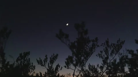 Crescent Moon Coming into Focus Through Desert Plant at Night Stock Footage 265577313