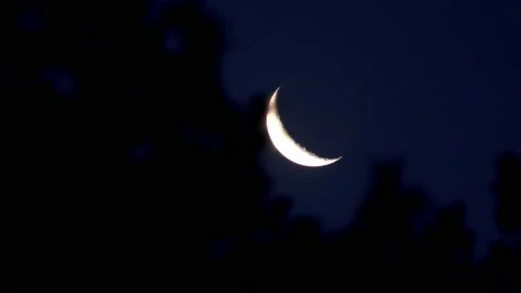 A crescent moon emerges from a tree branch Stock Footage 142277663