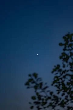 Crescent Moon in Evening Sky Framed by Silhouetted Tree Branches Stock Photos