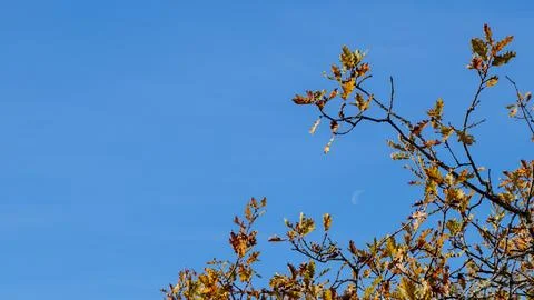 Crescent moon frame by branch during fall daytime Fotos Stock