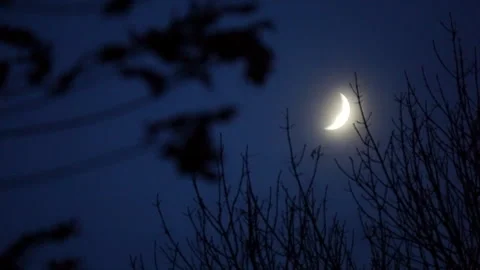 Crescent moon in night sky with bare tree limbs in foreground. Stock Footage 314775487
