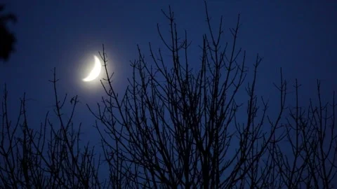 Crescent moon in night sky seen with bare tree limbs in foreground. Stock Footage 314776298
