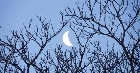 Crescent Moon Peeking Through Dark Naked Tree Branches at Night Stock Photos