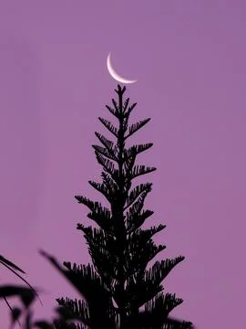 Crescent moon &amp; pine tree Stock Photos