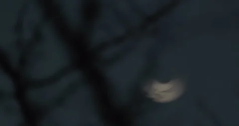 Crescent Moon Rack Focus Through Tree Branches Twilight Sky 库存影片 342814435