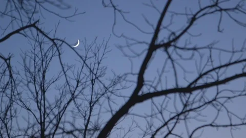 Crescent moon seen through bare tree branches Video stock 103817281