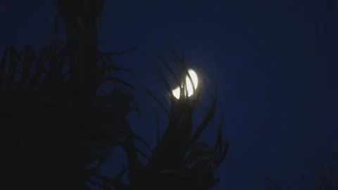 The crescent moon shines through silhouetted palm fronds in a peaceful nigh.. Stockbeeldmateriaal 292070901