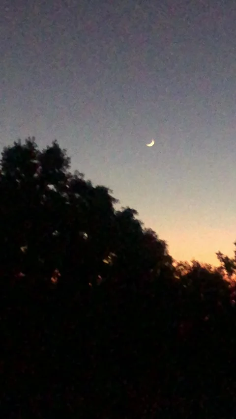 Crescent Moon at Sunset Over Tree Silhouette – Evening Sky Stock Footage 328683616