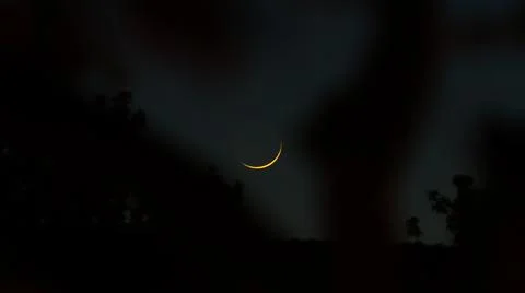 Crescent Moon Through Leaves of a Tree Fotos de archivo