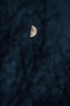 Crescent Moon Through Silhouetted Branches Stock Photos