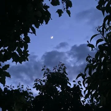 Crescent Moon Through Silhouetted Forest Canopy Stock Photos
