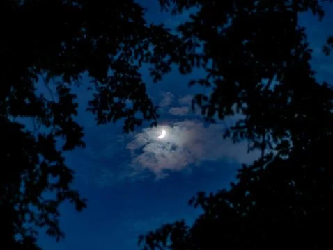 Crescent Moon Through Tree Branches Silhouettes Against Blue Night Sky with.. 写真素材