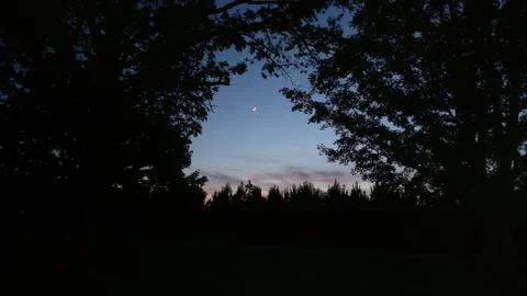 Crescent moon through trees Stock Photos