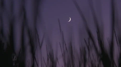 Crescent Moon Thru Grass Closer Stock-Footage 43162173