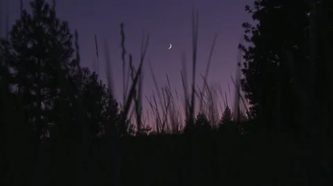 Crescent Moon Thru Grass Stock Footage 43161989