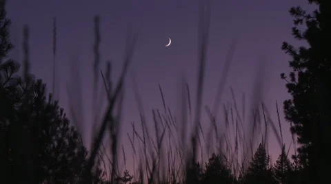 Crescent Moon Thru Grass Medium Stock Footage 43161912