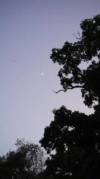 Crescent Moon Visible in Clear Evening Sky Behind Tree Silhouette Fotos de archivo