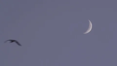 CRESCENT MOON W BIRD FLYING Stock-Footage 117210641