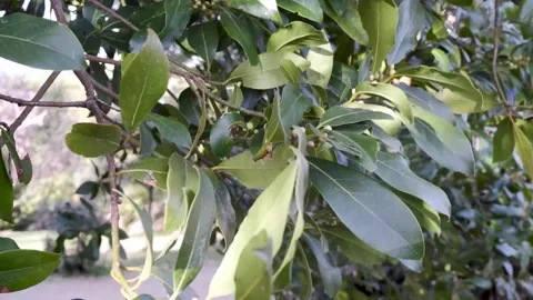 Crescent purple flowers on tree Stock-Footage 306952558