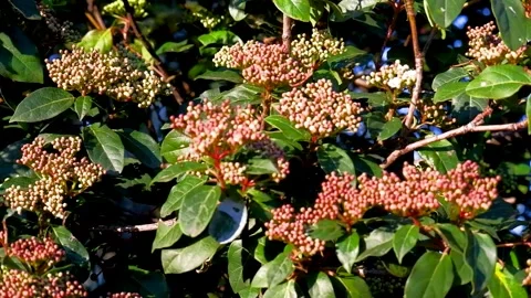 Crescent purple flowers on tree Stock-Footage 310495458