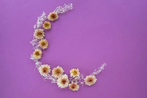 Crescent shape pattern of mums flowers Stock Photos