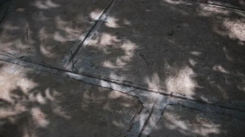 Crescent shaped shadows through leaves in breeze from partial solar eclipse Stock Footage 134381614