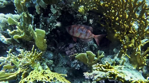 Crescent tail bigeye fish. Stock Footage 280063010