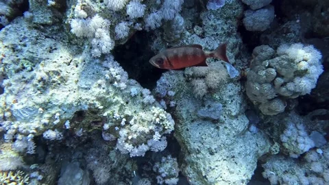 Crescent tail bigeye fish Stock Footage 280063187