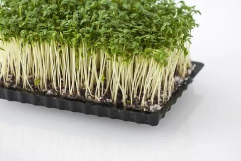 Cress in a box Stock Photos