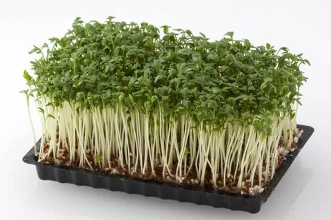 Cress in a box Foto stock