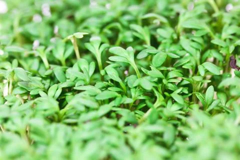 Cress close up Stock Photos