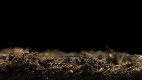 Cress growing timelapse Stock Footage 84904817