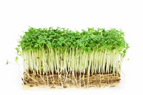 Cress isolated close up Foto stock