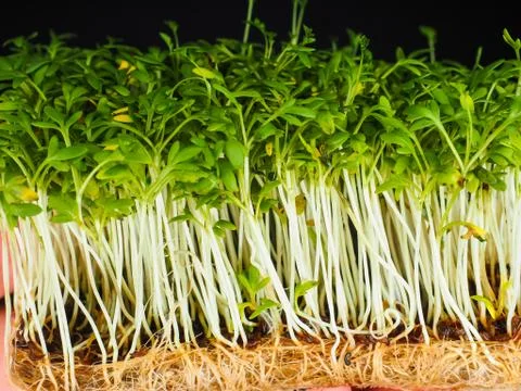 Cress from low angle view isolated towards black Stock Photos